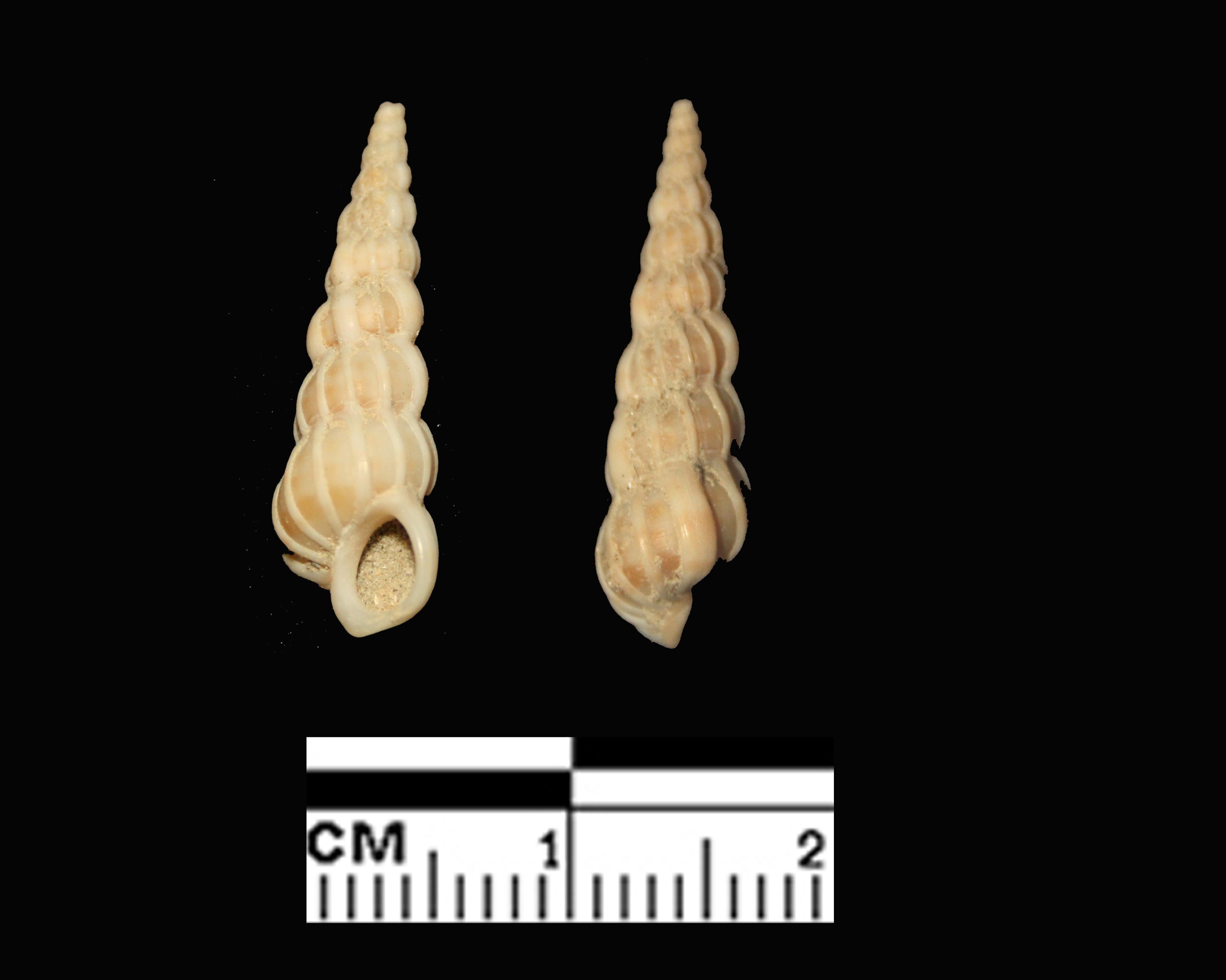 Epitonium turtoni (Turton, 1819) - Pleistocene.